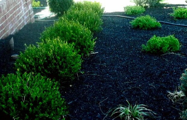 shrub