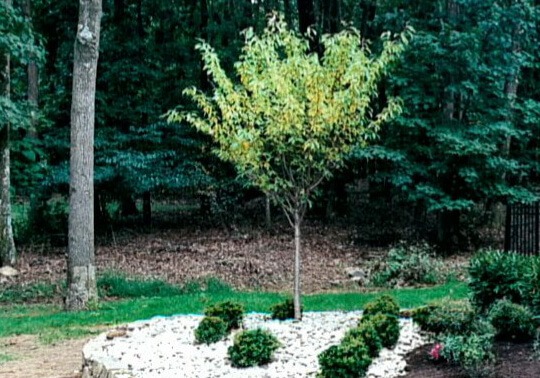 tree
